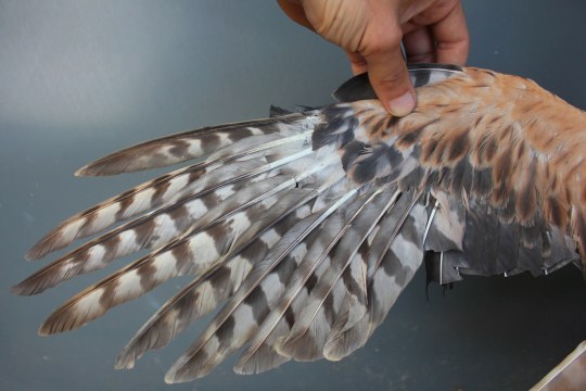 Flügel einer verletzten Wiesenweihe, der mit Habichtsfedern geschiftet wurde damit sie wieder fliegen kann | © Ferdinand Baer