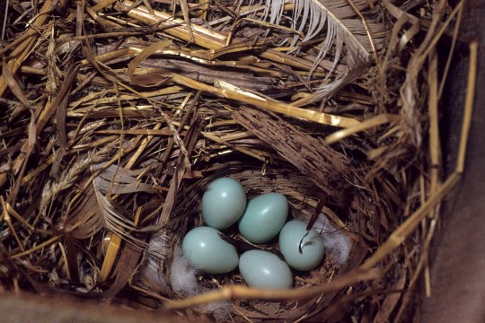 Fünf hellblaue Eier liegen in einem Nest in einem Nistkasten - die Eier des Stares | © Dieter Hopf