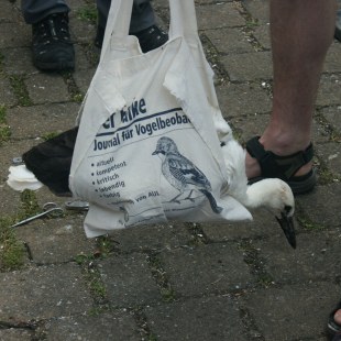 Weißstorch-Jungvogel in einer Stofftasche | © Anne Schneider
