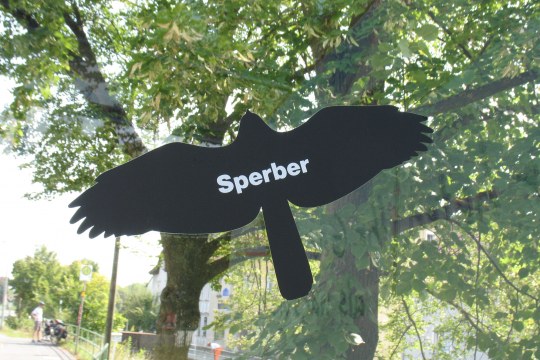 Schwarze Greifvogelsilhouette mit der Aufschrift Sperber an Glas | © Sylvia Weber