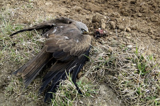 Vergifteter Greifvogel liegt am Boden | © F. Buechig