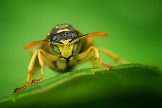 Nahaufnahme einer Wespe, die frontal in die Kamera zu sehen scheint. Sie sitzt auf einem grünen Blatt vor einem grünen Hintergrund | © Andreas Giessler
