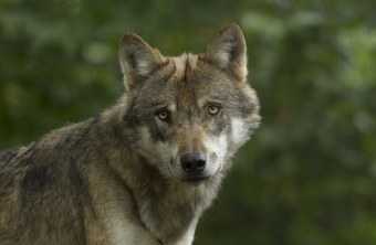 Porträt von einem Wolf, der frontal in die Kamera schaut | © Rosl Roessner