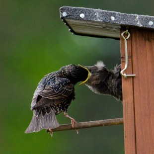 Star-Altvogel füttert Jungvogel, der aus dem Nest herausguckt | © Christian Grohmann