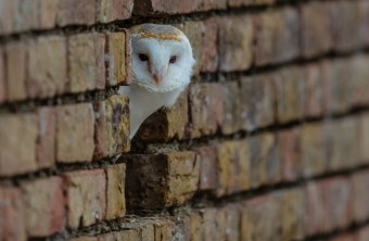 Schleiereule schaut aus einer gemauerten Wand heraus | © Gunther Zieger