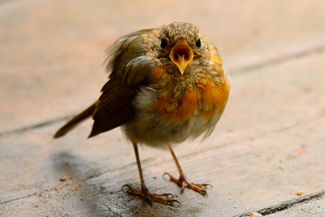 Rotkehlchen-Jungvogel schreit in die Kamera | © Marisa Segadelli