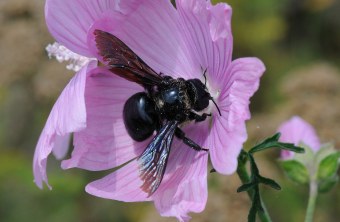Eine Große Holzbiene auf einer rosafarbenen Blüte | © Dr. Eberhard Pfeuffer