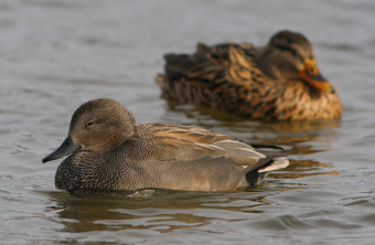 Schnatterenten-Paar auf dem Wasser, Männchen vorne Weibchen hinten | © Zdenek Tunka
