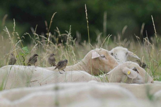 Vier junge Stare sitzen auf dem Rücken von Schafen, die auf einer Weide stehen | © Rolf Thiemann
