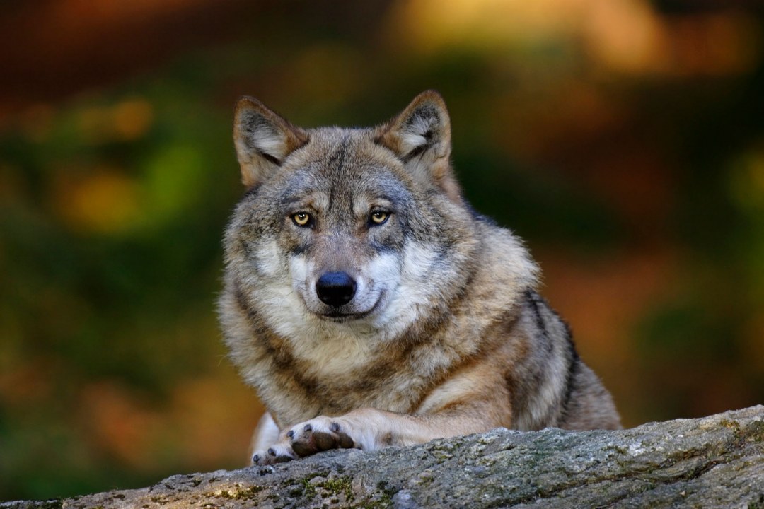 Wolf sitzt auf einem Baumstamm im Wald | © Marcus Bosch