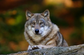 Wolf auf Baumstamm  | © Marcus Bosch