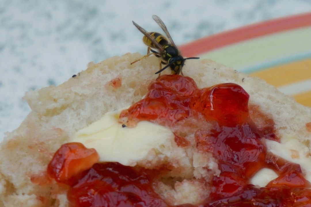 Wespe sitzt auf einem Marmeladenbrötchen und frisst an der süßen Marmelade | © Peter Bria