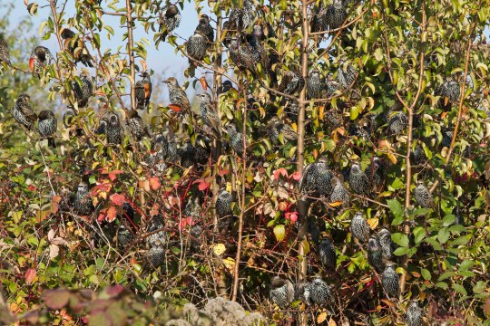 Dutzende Stare sitzen auf jungen Bäumen, die Blätter färben sich schon bunt | © Rosl Rößner