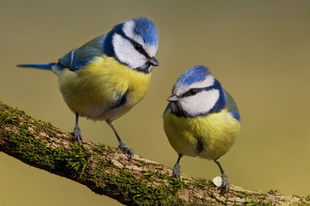 Zwei Blaumeisen sitzen auf einem Ast | © Andreas Gießler