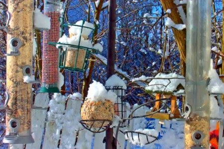 Blick auf die Futterhauswebcam im Winter, überall liegt Schnee