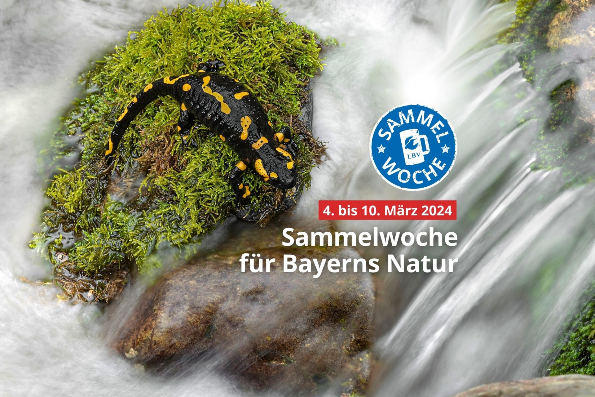 LBV-Sammelwoche 2024 Lebendige Bäche und Seen in Bayern, Feuersalamander | © Adobe Stock