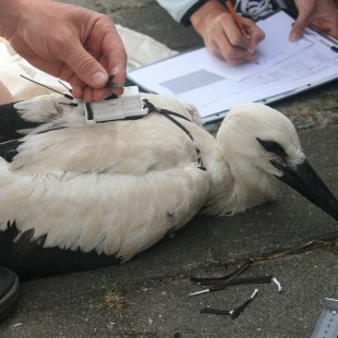 Weißstorch-Jungvogel liegt am Boden und wird besendert | © Anne Schneider