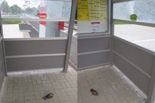 Tote Amsel liegt in Bushäuschen | © Hans Peter Drexler