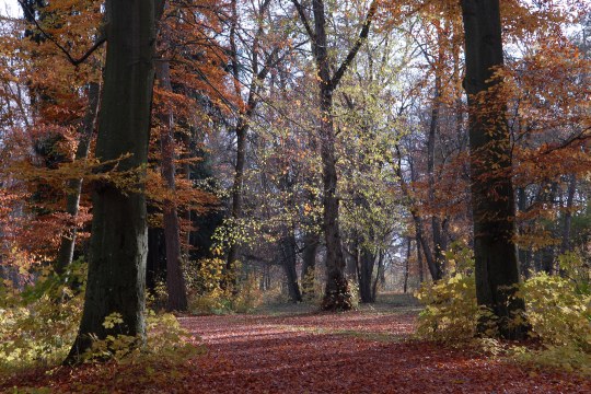 Bäume in einem naturnahen Park in Augsburg im Herbst | © Dr. Eberhard Pfeuffer