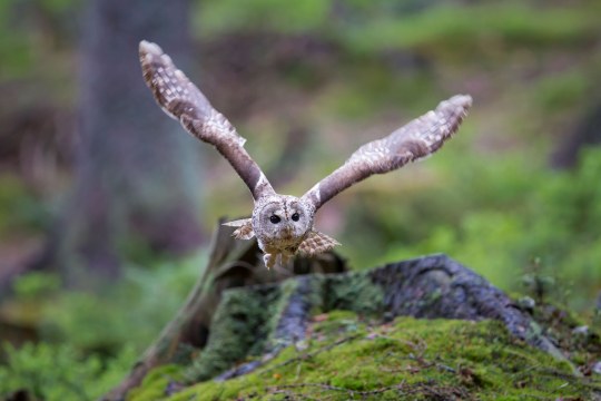 Waldkauz fliegt mit ausgebreiteten Flügeln bei Tageslicht durch einen Wald | © Marcus Bosch