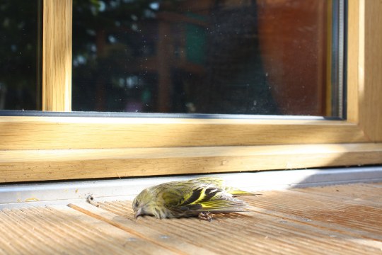 Toter Erlenzeisig auf einer Terrasse | © Peter Bria