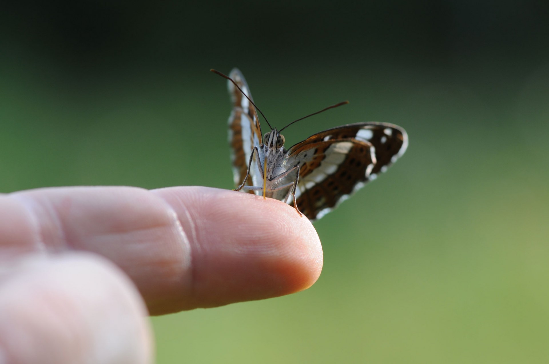 Die Schmetterlingsart Kleiner Eisvogel sitzt auf dem Finger einer Person | Dr. Eberhard Pfeuffer