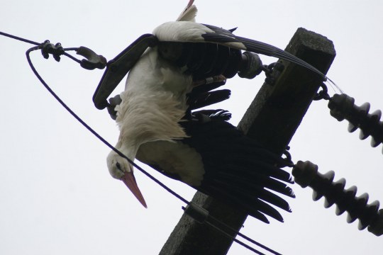 Storch an Abspannmast eingeklemmt | © J. Strassburger