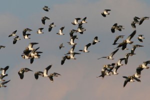 Viele Kiebitze im Flug am Himmel | © Zdenek Tunka