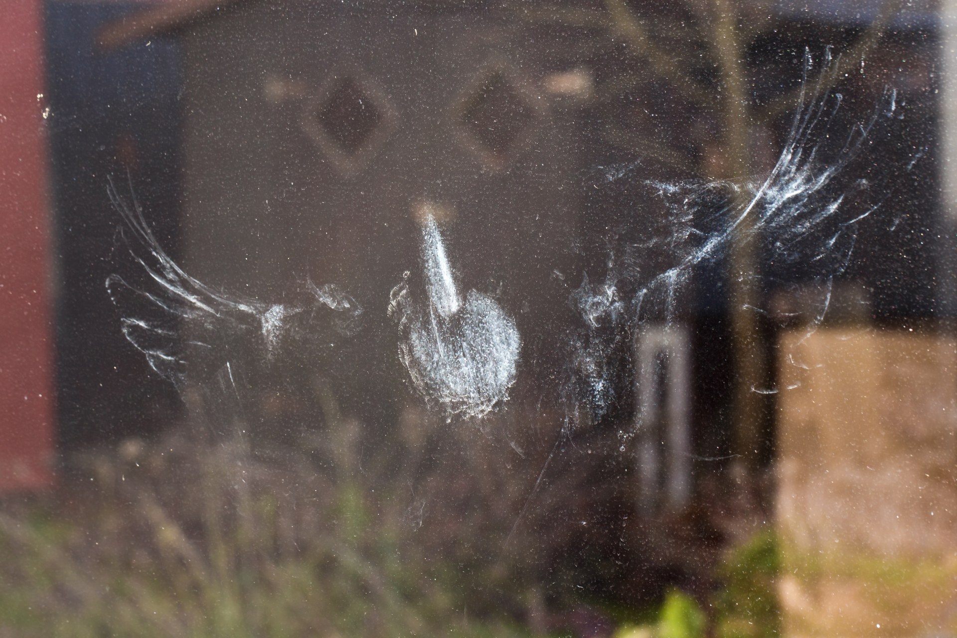 Abdruck eines Vogels am Fenster | © Ralph Sturm