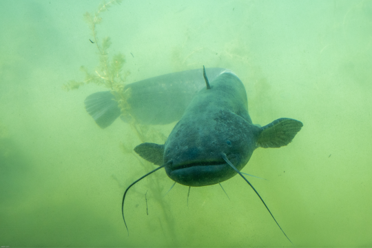 Europäischer Wels in der Unterwasserwelt | © A. Hartl