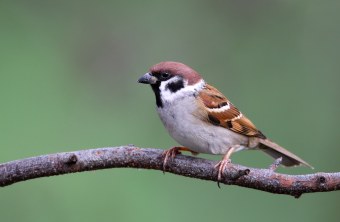 Feldsperling | © Frank Derer