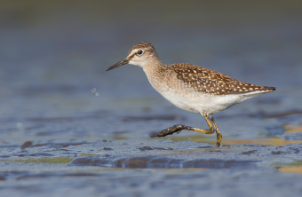 Bruchwasserläufer watet im Watt | © Gunther Zieger