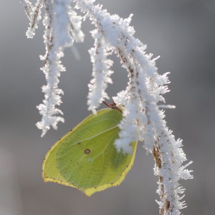 Zitronenfalter hängt in Winterstarre an einem mit Frost überzogenen Zweig | © Dr. Eberhard Pfeuffer