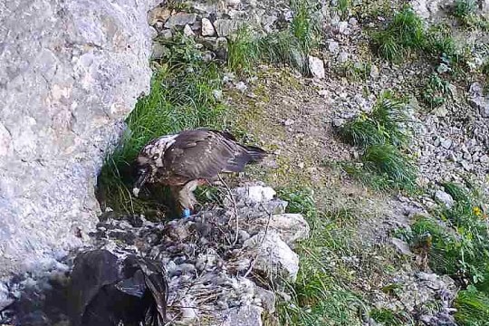Recka und Dagmar zusammen im künstlichen Horst |© Nationalpark Berchtesgaden/LBV