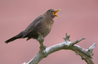 Singende Amsel sitzt auf einem toten Ast | © Rosl Roessner