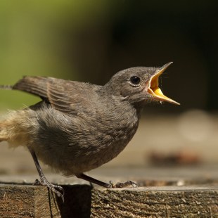 Hausrotschwanz Jungvogel | © Rosl Rössner