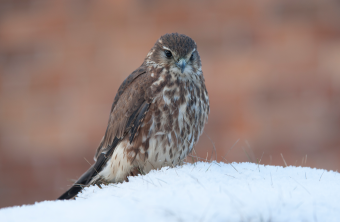 Merlin sitzt auf Schneehügel | © Rosl Rößner