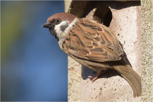 Feldsperling | © Herbert Henderkes