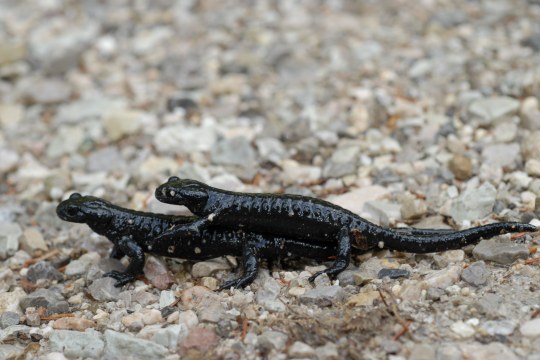Zwei Alpensalamander | © Dr. Eberhard Pfeuffer
