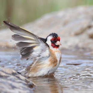 Stieglitz/Distelfink im Wasserbad | © Erich Obster