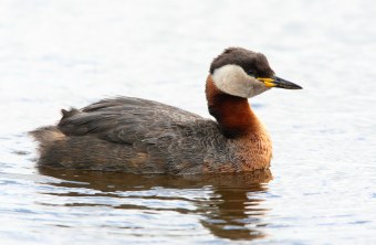 Rothalstaucher schwimmt im Wasser | © Frank Derer