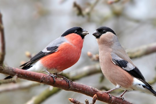 Ein Gimpelpärchen sitzt einander zugewendet auf einem dünnen Ast | © Ralph Sturm
