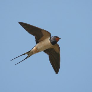 Rauchschwalbe im Flug | © Tunka Zdenek