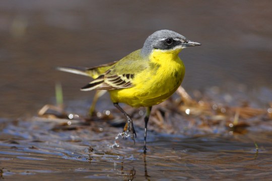Schafstelze steht im seichten Wasser | © Zdenek Tunka