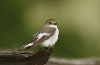 Trauerschnäpper | © Rosl Roessner