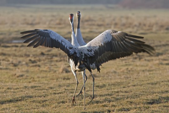 Zwei Kraniche auf einer Wiese | © Hans Clausen