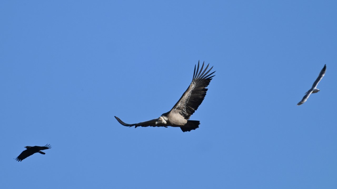 Gänsegeier mit Rabenkrähe und Mittelmeermöve | © Dr. Michael Wittmann