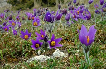 Gewöhnliche Kuhschelle | © Bernd Raab