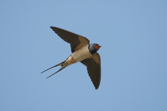 Rauchschwalbe im Flug | © Zdenek Tunka
