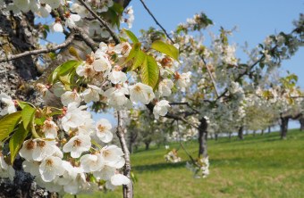 Kirschblüte auf Streuobstwiese | © Franziska Wenger